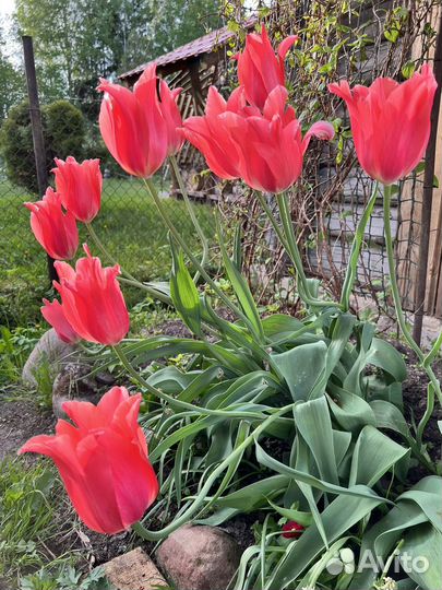 Тюльпаны луковицы