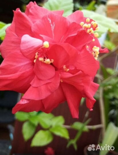 Гибискус махровый, китайская роза