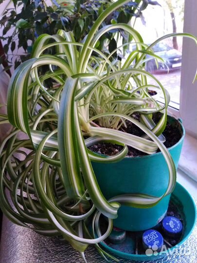 Хлорофитум кудрявый