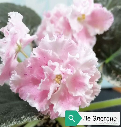 Листовой свежесрезанный черенок фиалки