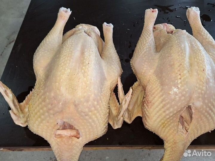 Индюки и Индейки Конвектор