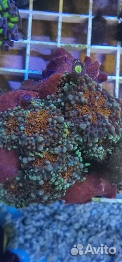 Фавия Инферно