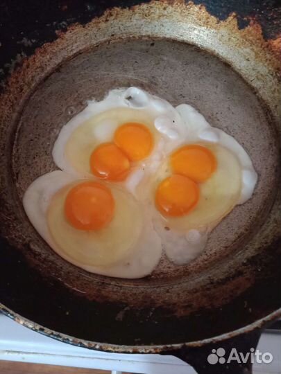 Яйца домашние