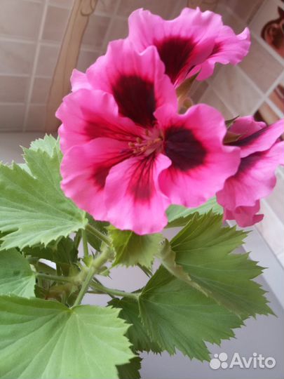 Пеларгония королевская