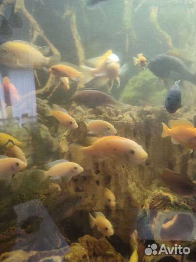 Рыбки аквариумные