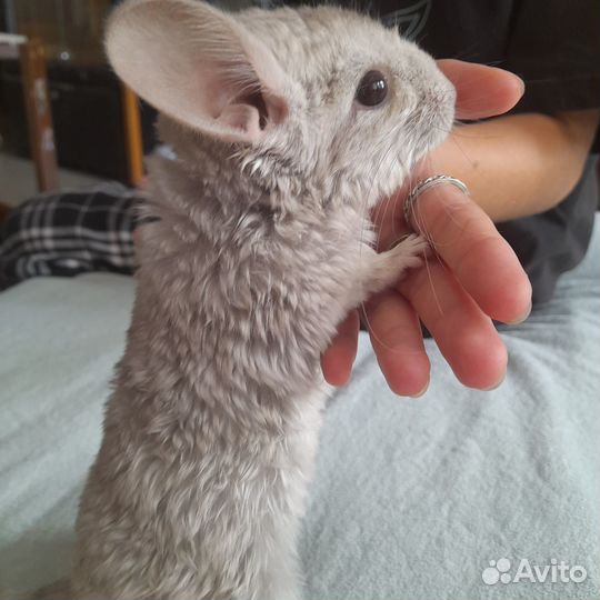 Шиншиллята