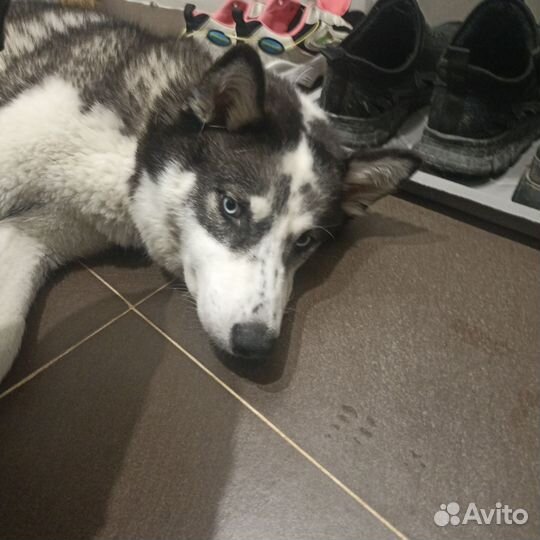 Щенки