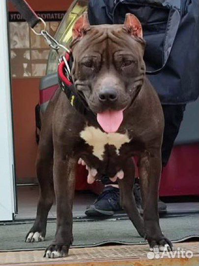 Питбультерьер. Вязка