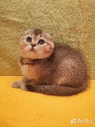 Шотландские вислоухие котята