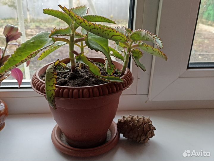 Коланхоэ лечебный