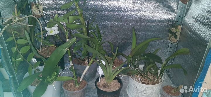 Орхидеи дендробиумы, катлеи, онцидиумные