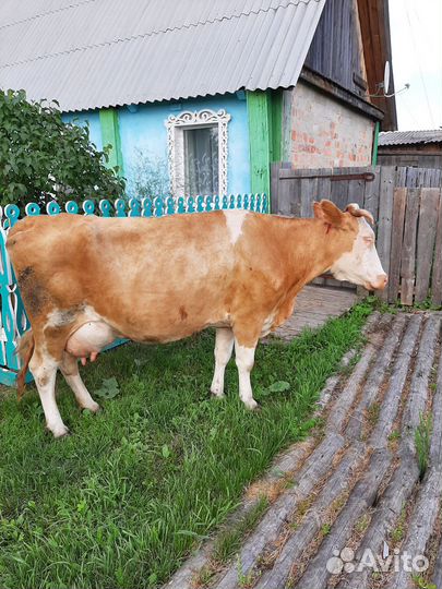 Продам корову