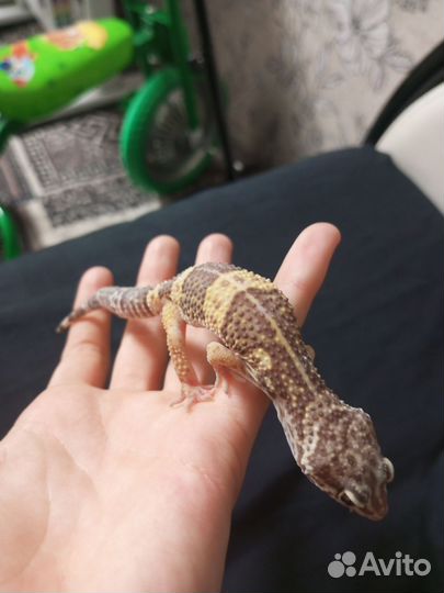 Ящерица эублефар геккон Самец