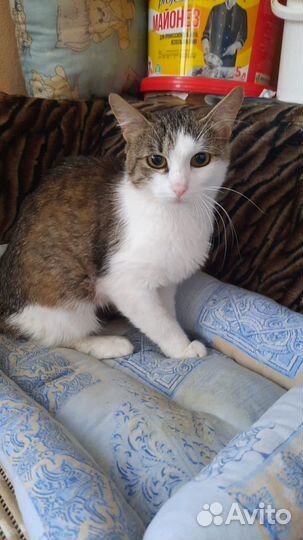 Котенок 8 месяцев девочка