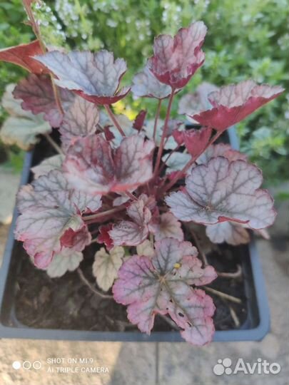 Живучка саженцы