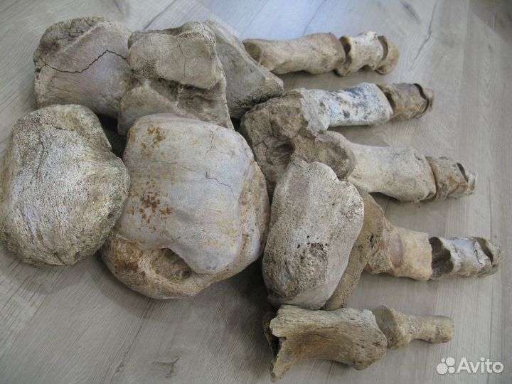 Мамонт, кости стопы №2