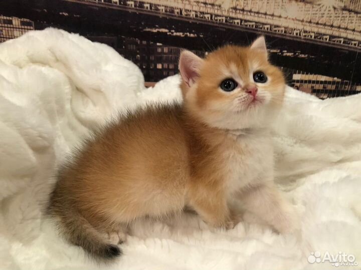 Элитные британцы золотой шиншиллы