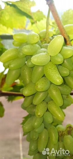 Саженцы винограда