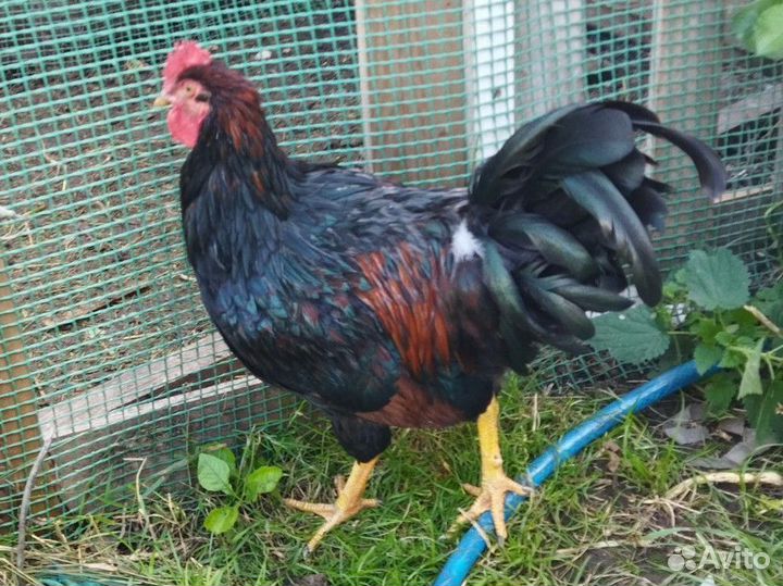 Петух барневельдер, фавероль, лакеданзи