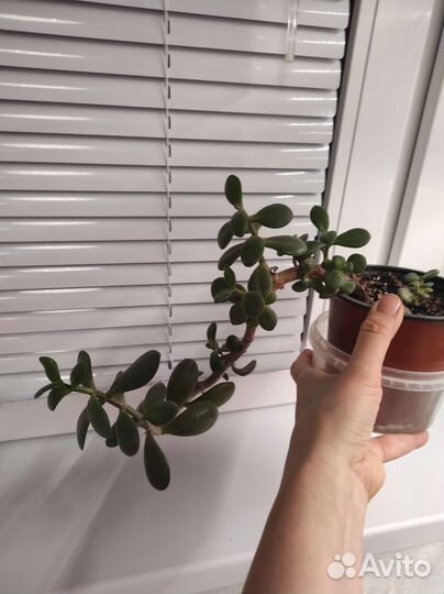 Крассула толстянка/ обмен