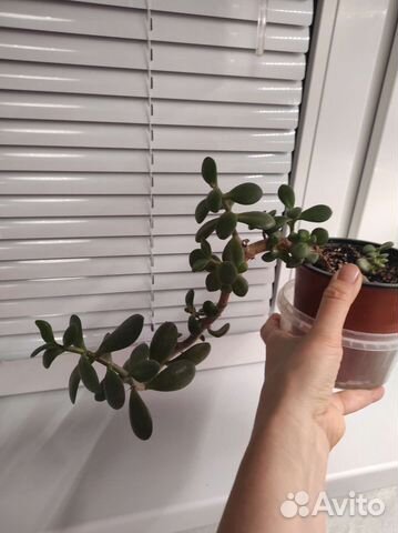 Крассула толстянка/ обмен
