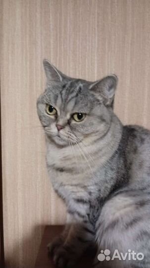 Шотландская Кошка