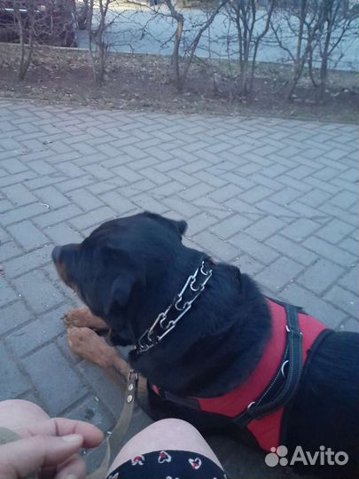 Вязка ротвейлера