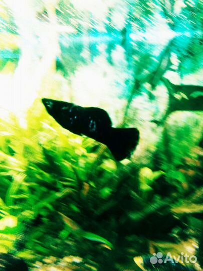 Аквариумные рыбки