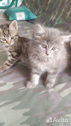 Отдам в добрые руки