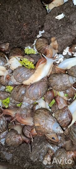 Улитки ахатины