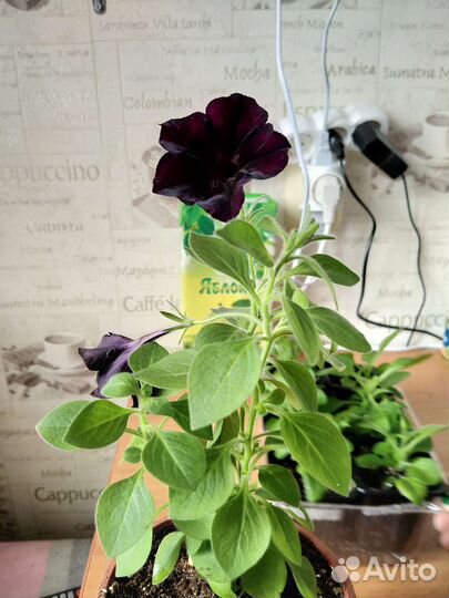 Комнатные растения