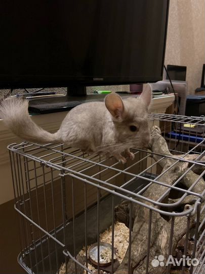 Шиншилла девочка