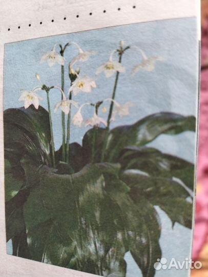 Комнатные цветы эухарис амазонская лилия