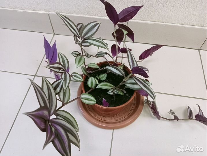 Традесканция зебрина