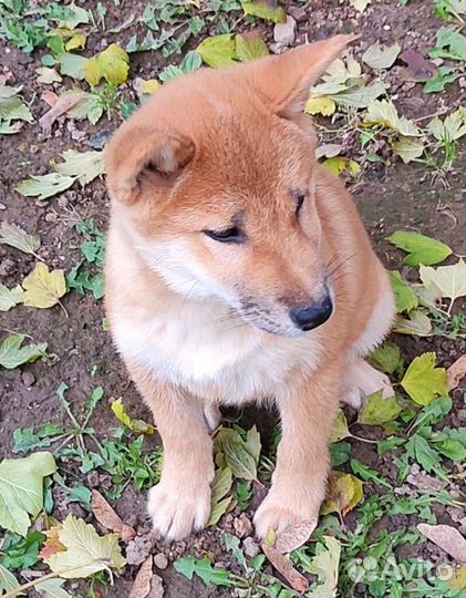 Сиба ину девочки