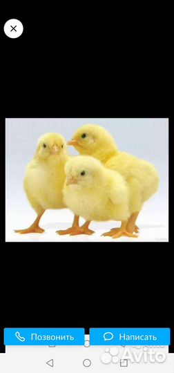 Цыплята бройлеры