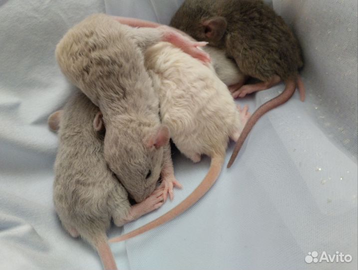 Малыши Дамбо.(серебро и жемчуг) / клетки