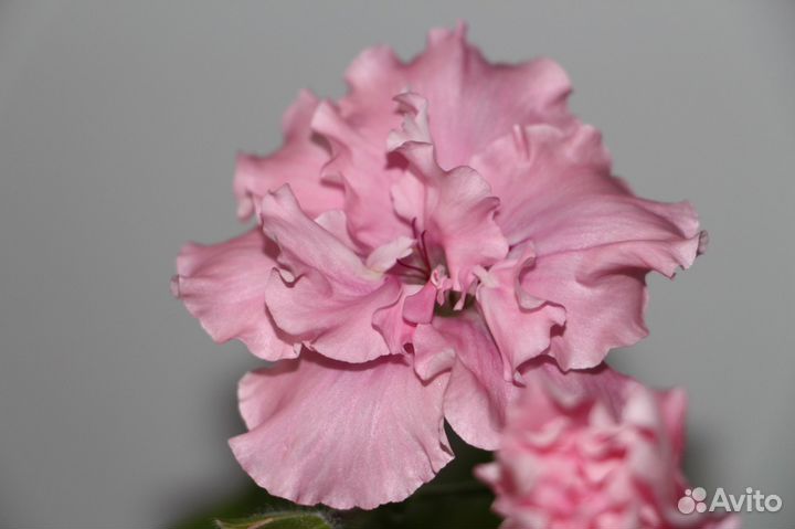 Пеларгонии и др. комнатные и экзотические растения