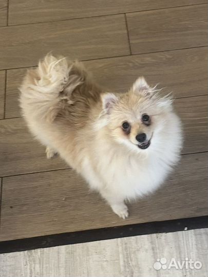 Сука немецкого малого шпица из питомника