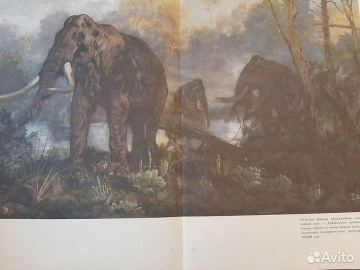 Книга о мамонтах. Иозеф Аугуста, Зденек Буриан