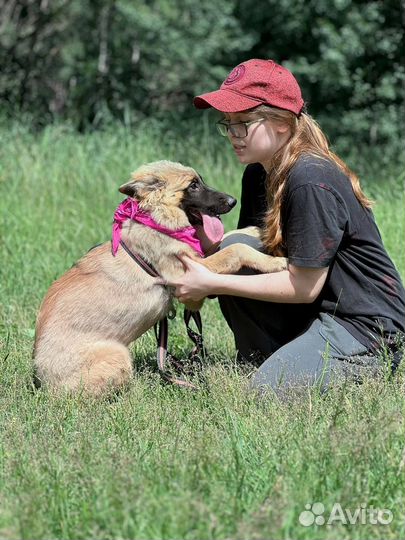 Щенок в добрые руки