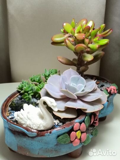 Суккуленты