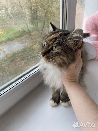 Кошка