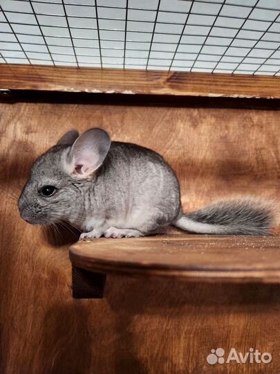 Щенок шиншиллы с витриной