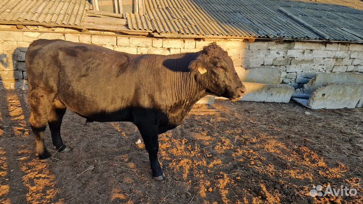 Бык абердин