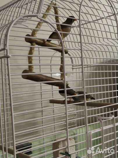 Амадины с клеткой