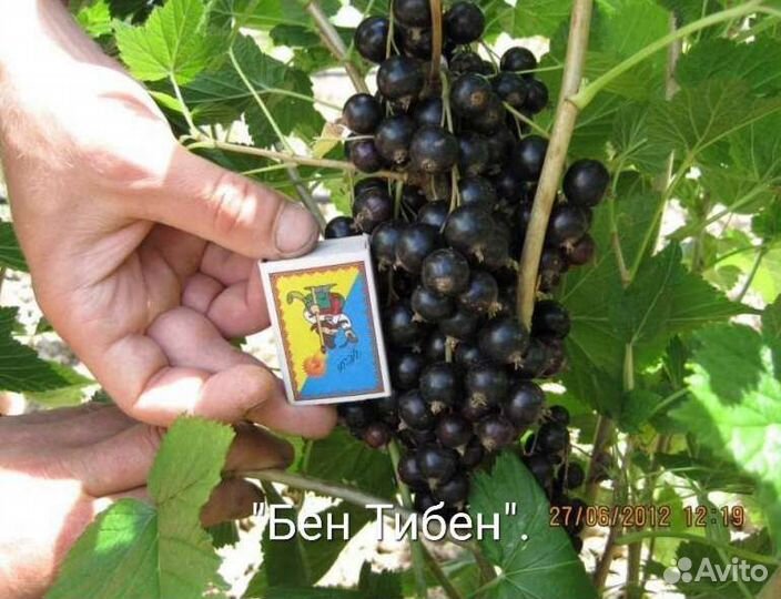 Саженцы черной смородины