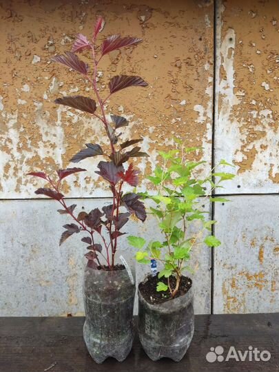 Пузыреплодники