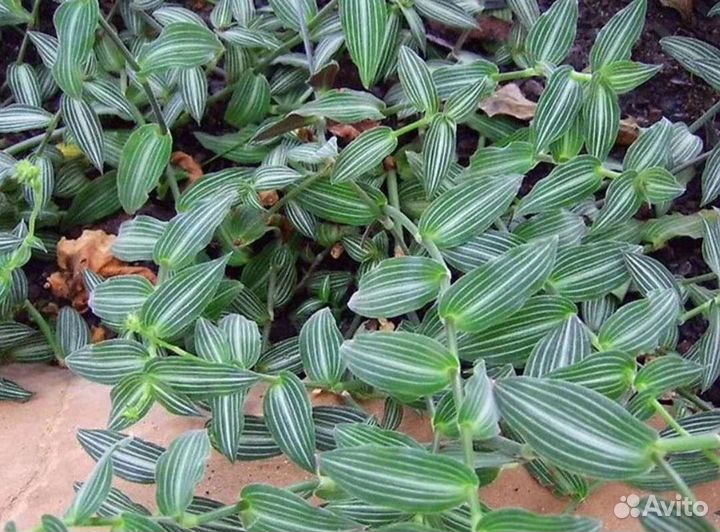 Бегония разная,мята,традесканция,каллизия и др