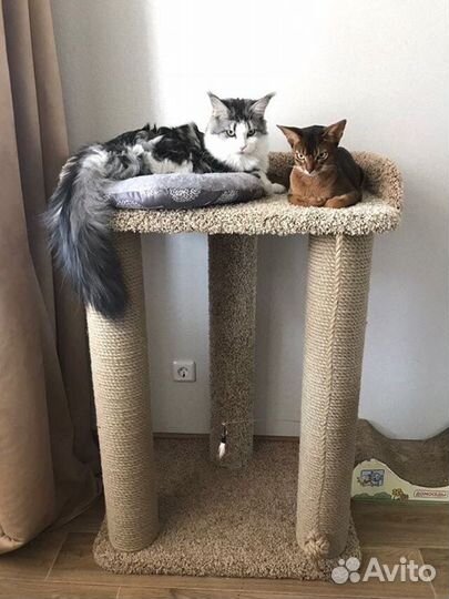 Когтеточка, домик для кошки